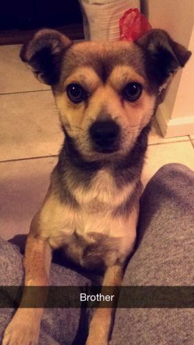 Lost Male Dog last seen Palmer st and spring st, Compton, CA 90221