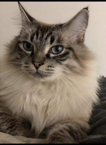 Lost Female Cat last seen Last seen at 130 St and 65A Ave, Surrey, BC V3W 7H7