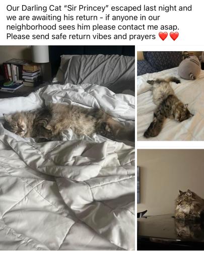 Lost Male Cat last seen Near Topham Regency Lane Tarzana, Ca 91335, Suitland-Silver Hill, MD 20747