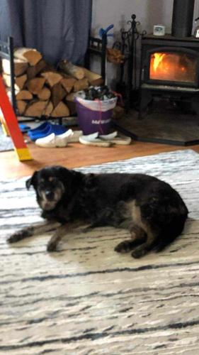 Lost Female Dog last seen Horshoe bend ests Castle Rock Wa / Kelso Wa, Cowlitz County, WA 98626