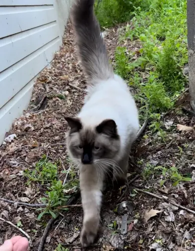 Lost Male Cat last seen 5th and Canyon, Boulder, CO 80302