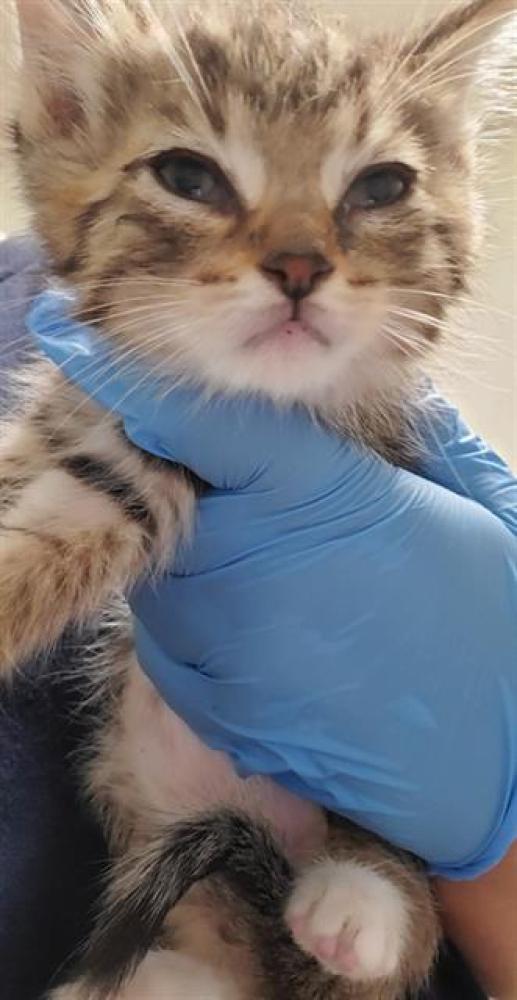 Shelter Stray Male Cat last seen EFADA DR, BAKERSFIELD CA 93312, Bakersfield, CA 93308