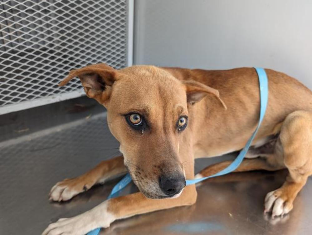 Shelter Stray Male Dog last seen Near BLOCK WORTHINGTON AVE, BAKERSFIELD CA 93308, Bakersfield, CA 93308