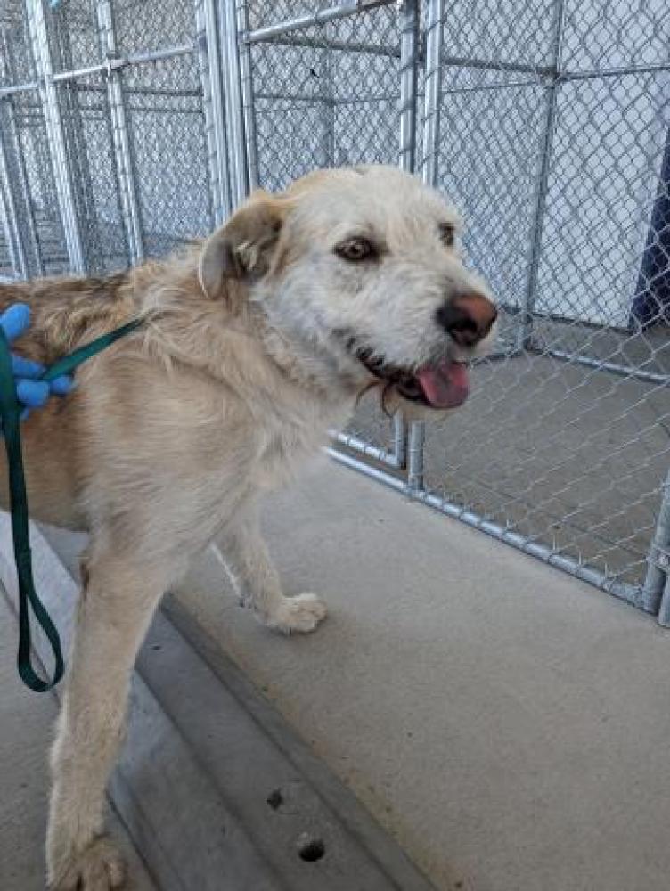 Shelter Stray Male Dog last seen Near BLOCK PICO AVE, BAKERSFIELD CA 93306, Bakersfield, CA 93308