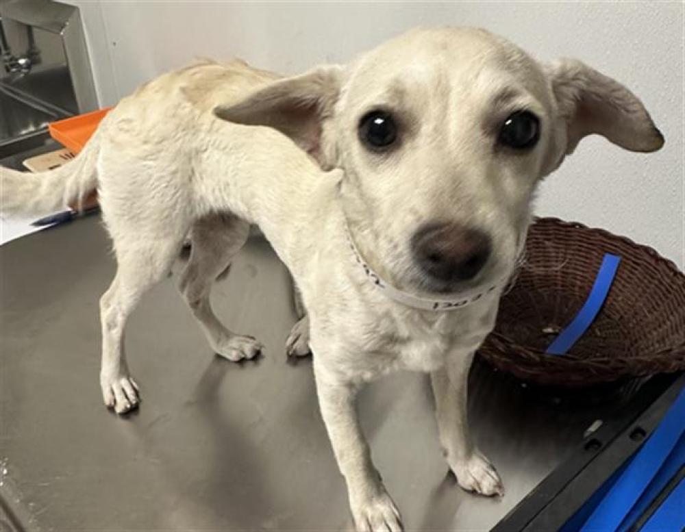 Shelter Stray Female Dog last seen SMITH RD, BAKERSFIELD CA 93307, Bakersfield, CA 93308