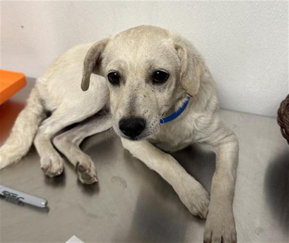Shelter Stray Male Dog last seen SMITH RD, BAKERSFIELD CA 93307, Bakersfield, CA 93308