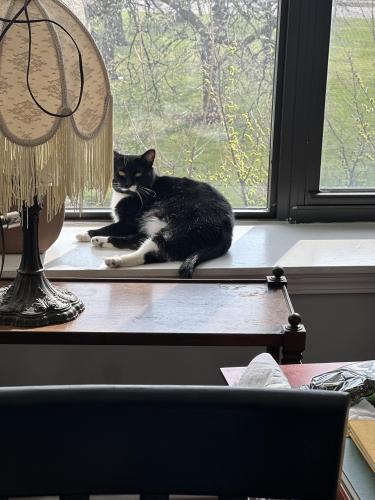 Lost Female Cat last seen Kedzie and Division , Chicago, IL 60651