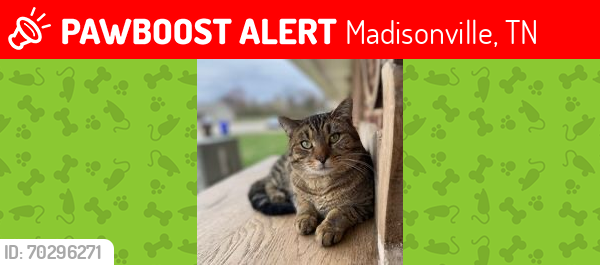 Lost Male Cat last seen Across From Monroe County Schools on Oak Grove Road, Madisonville, TN 37354