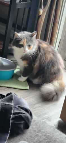 Lost Female Cat last seen Mountain view cemetery, Holmes, grocery outlet , Oregon City, OR 97045