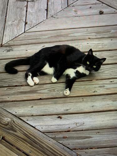 Lost Female Cat last seen Lochhaven and Lagu Pl, Fayetteville, NC 28314