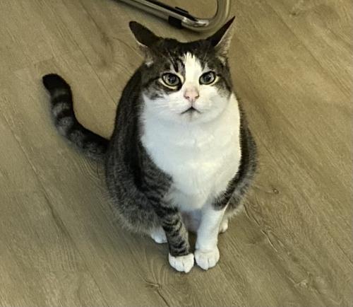Lost Male Cat last seen W 45th St. and Avenue A, Austin, TX 78756