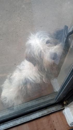 Lost Female Dog last seen Near knoll crest drive arlington tx , Arlington, TX 76014
