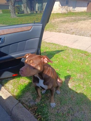 Lost Female Dog last seen Near Neches Pl Lancaster tx , DeSoto, TX 75115