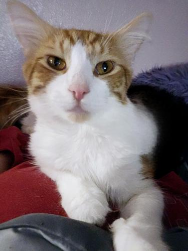 Lost Male Cat last seen 9th/10th Ave., Huntington, WV 25704