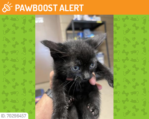 Shelter Stray Unknown Cat last seen Debusk Park, 75149, TX, Mesquite, TX 75149