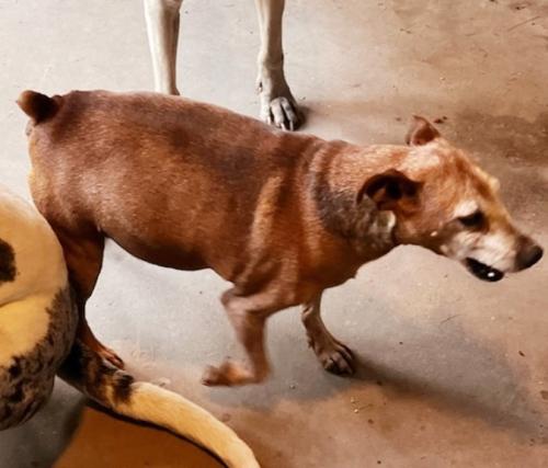 Lost Male Dog last seen Roman forest Blvd,fountain view st., New Caney, TX 77357