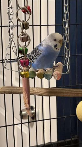 Lost Unknown Bird last seen Intersection on Story and Capitol, San Jose, CA, San Jose, CA 95127