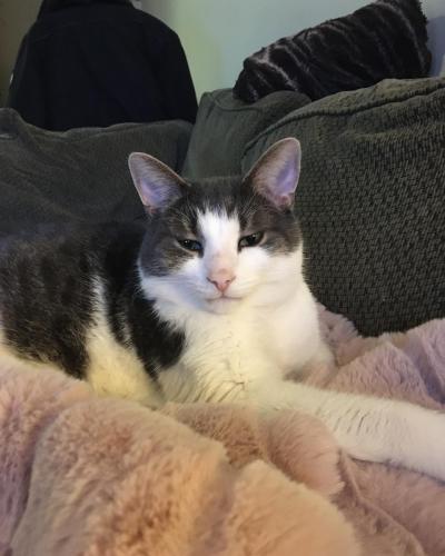 Lost Male Cat last seen Gloucester and Percy, Ottawa, ON K1R 7T7