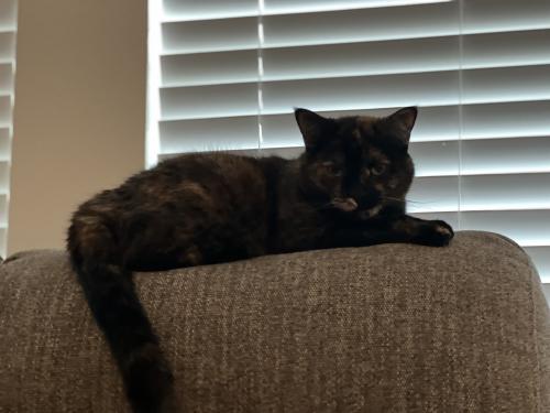 Lost Female Cat last seen Strickland and collier, Lake Elsinore, CA 92530