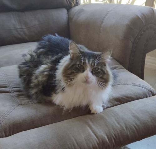 Lost Female Cat last seen Wentworth Drive near Old Orchard Lane, Lewisville, TX 75067