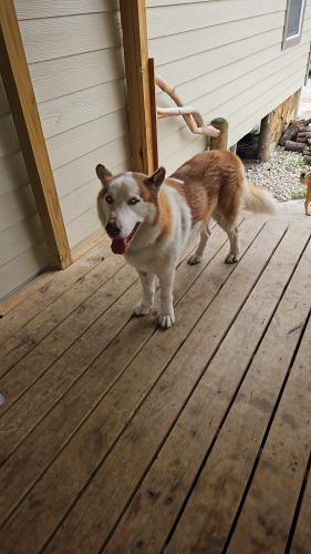 Lost Male Dog last seen West rd y gessner rd , Houston, TX 77095
