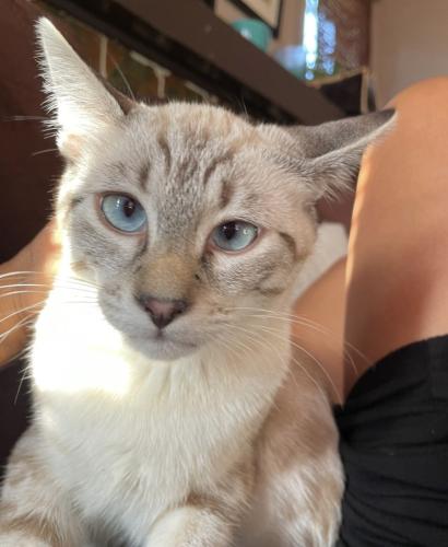 Lost Male Cat last seen Ave 26 & Sichel St, Los Angeles, CA 90031