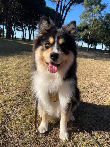 Lost Male Dog last seen Ron Short Park, Southport QLD 4215, Southport, QLD 4215