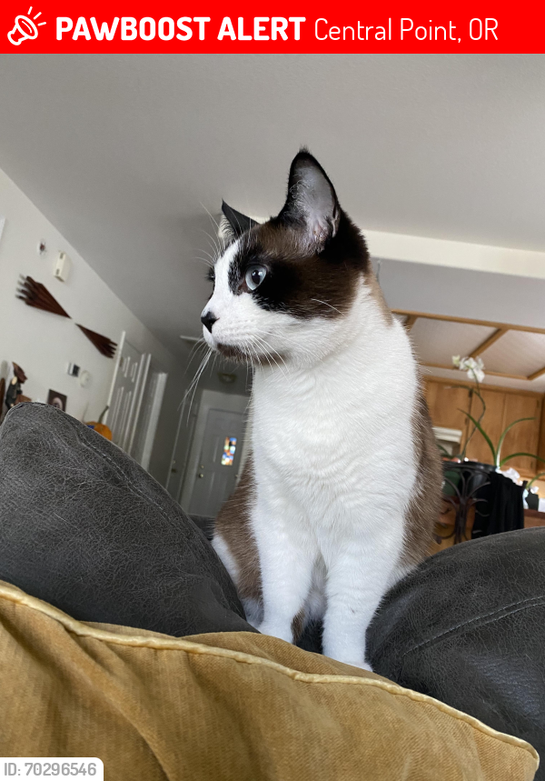 Lost Female Cat last seen Coachman Dr., Central Point, OR 97502