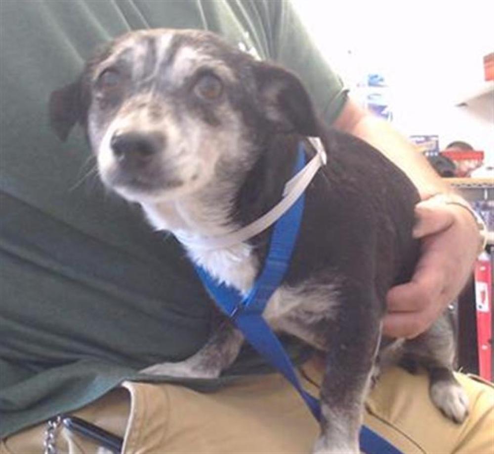 Shelter Stray Female Dog last seen Near BLOCK S VAN NESS/20TH ST, San Francisco, CA 94103