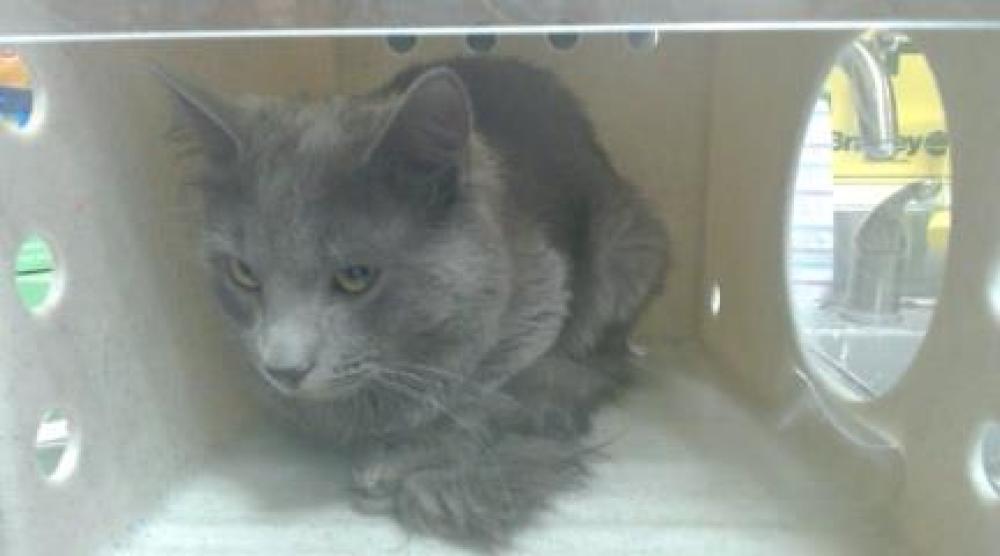 Shelter Stray Male Cat last seen Near BLOCK N LAFAYETTE ST, DENVER CO 80205, Denver, CO 80223