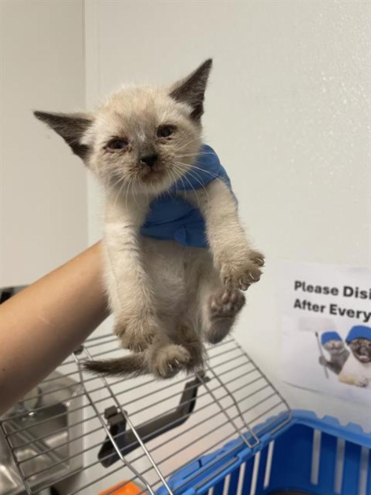Shelter Stray Male Cat last seen Near BLOCK ROSEDALE HWY, BAKERSFIELD CA 93314, Bakersfield, CA 93308