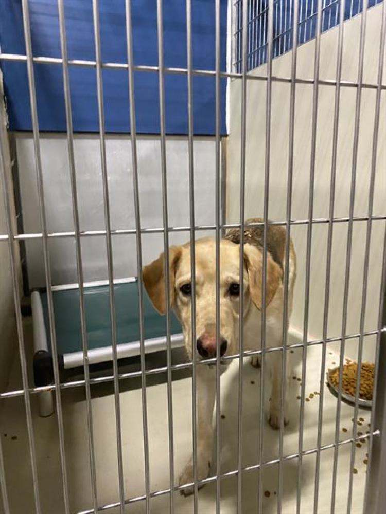 Shelter Stray Female Dog last seen Near ALFRED HARRELL HWY, BAKERSFIELD CA 93308, Bakersfield, CA 93308
