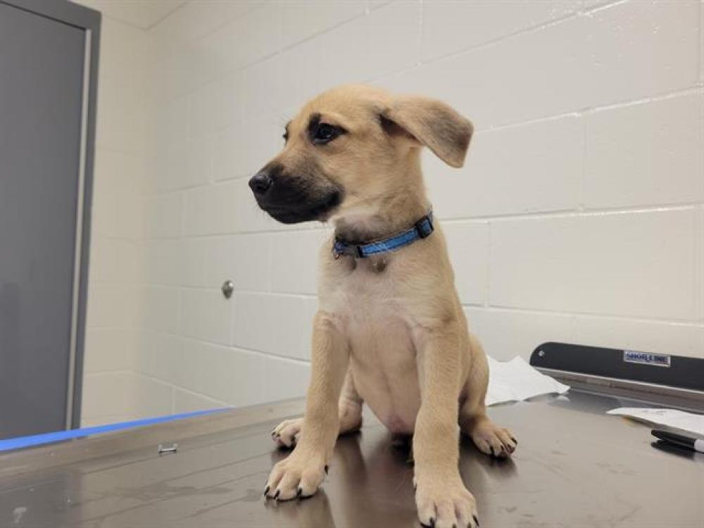 Shelter Stray Male Dog last seen CHILLI HILL/LASANOS, Auburn, CA 95603