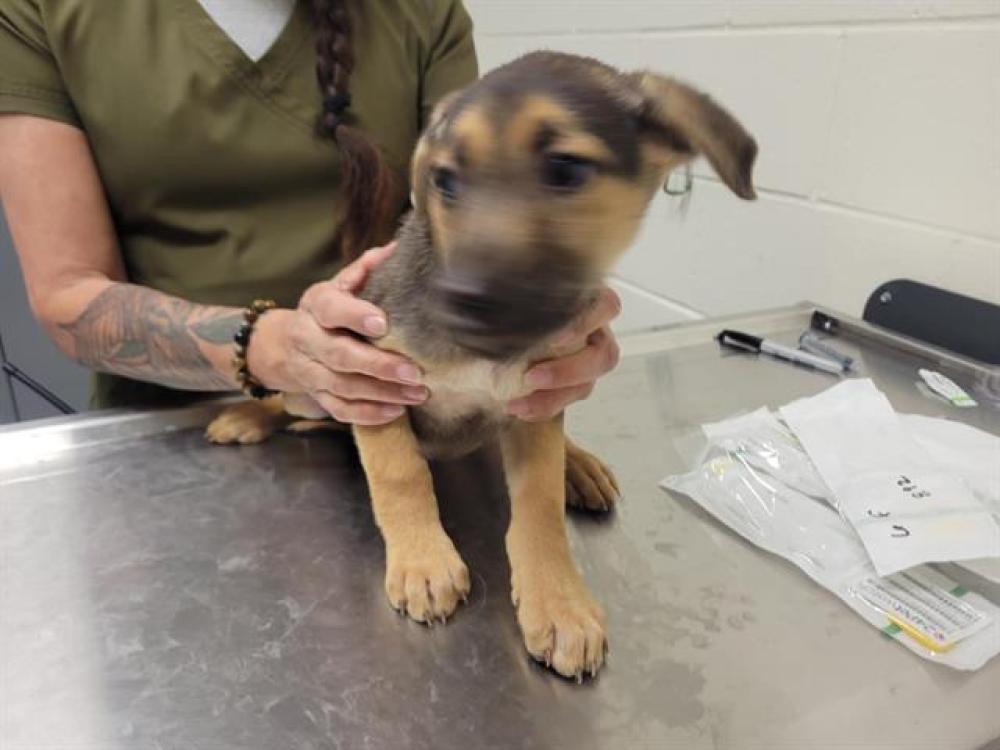 Shelter Stray Female Dog last seen CHILLI HILL/LASANOS, Auburn, CA 95603