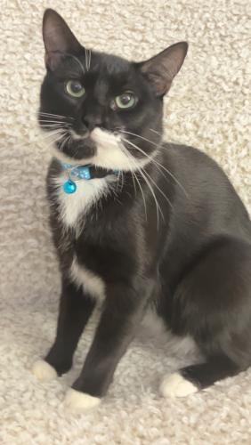 Lost Male Cat last seen King St. and Willow St., East Stroudsburg, PA 18301