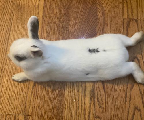 Lost Male Rabbit last seen Mangels and vintage valley dr. , Fairfield, CA 94534