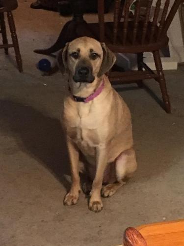 Lost Female Dog last seen Near walker rd , Winston-Salem, NC 27106