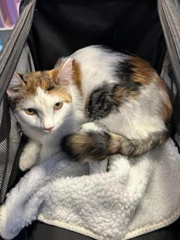 Shelter Stray Female Cat last seen El Paso, TX 79932, Fort Bliss, TX 79906