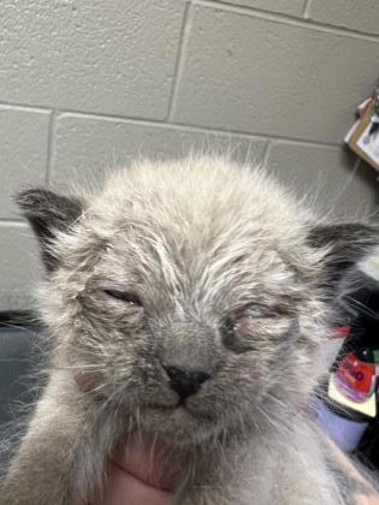 Shelter Stray Male Cat last seen El Paso, TX , Fort Bliss, TX 79906