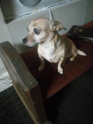 Lost Female Dog last seen Mission Inn, Riverside, CA 92501
