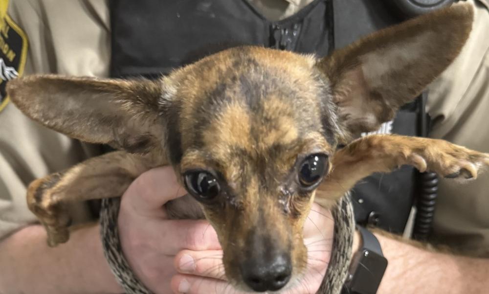 Shelter Stray Female Dog last seen Near E 11th Avenue, SPOKANE, WA, 99202, Spokane, WA 99212
