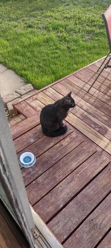 Found/Stray Unknown Cat last seen 100th Ave , Federal Heights, CO 80260