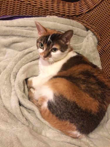 Lost Female Cat last seen Sable and Mississippi , Aurora, CO 80012