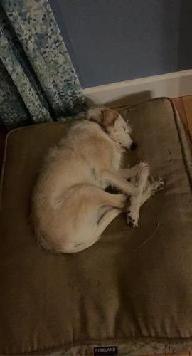 Lost Male Dog last seen Vine and kerr, Stamford, CT 06905