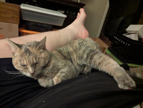 Lost Female Cat last seen Lemay/Harmony, Courtney Park Apts., Fort Collins, CO 80525