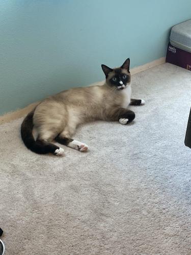 Lost Male Cat last seen Betweeen evergreen college and Cooper point, Olympia, WA 98502