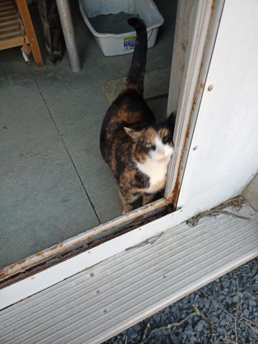 Lost Female Cat last seen Near 483 North elting corners road , Highland, NY 12528