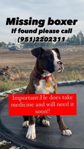 Lost Male Dog last seen Alexander and Mead, Mead Valley, CA 92570