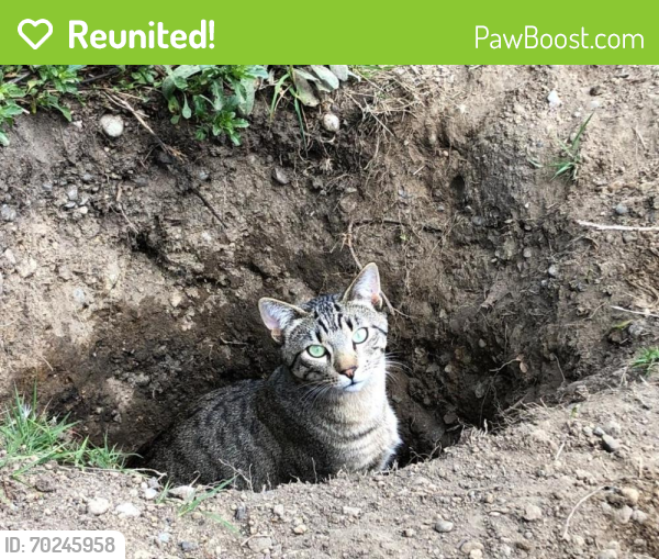 Reunited Male Cat last seen 80th Pl W/200th Ave, Edmonds, WA 98026