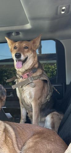 Lost Female Dog last seen 41st & F st, San Bernardino, CA 92407